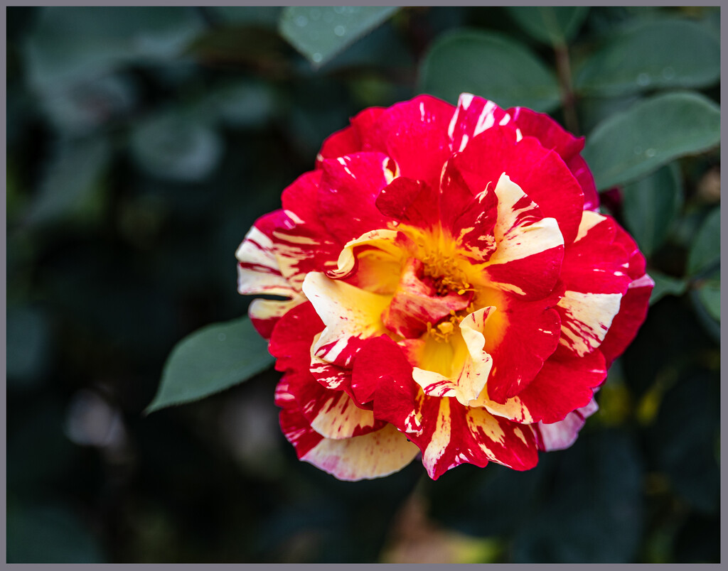 Shannondell Garden: Last of the Summer Flowers by hjbenson