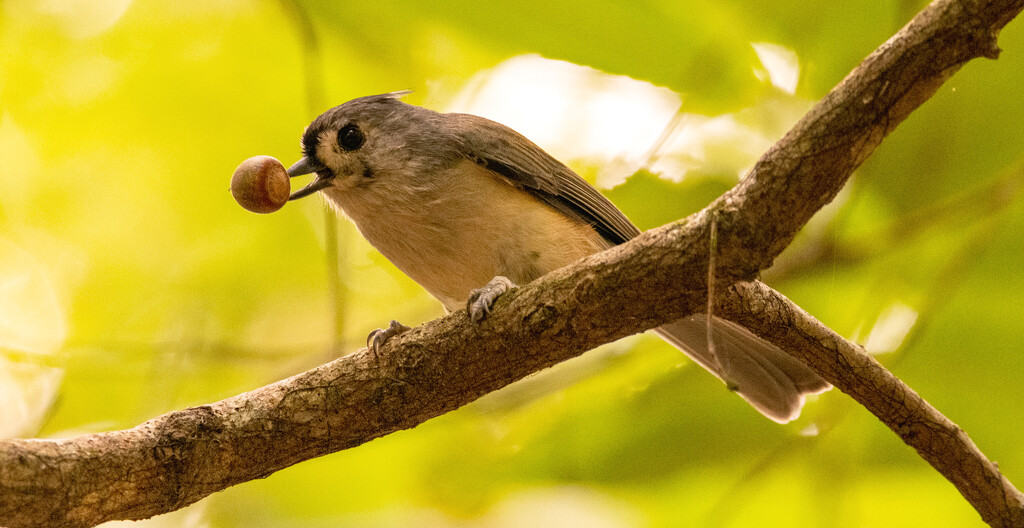 Snack Time 2! by rickster549