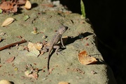 4th Oct 2024 - Just a lizard