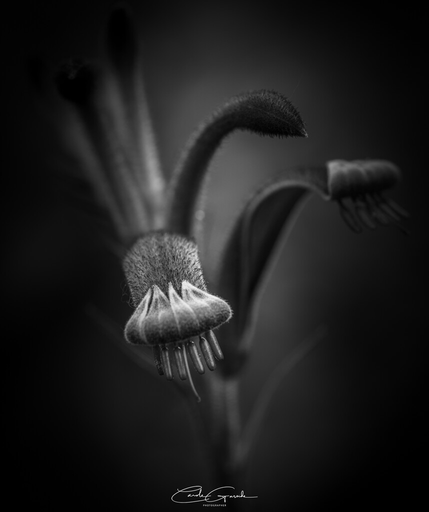 Kangaroo Paw by yorkshirekiwi