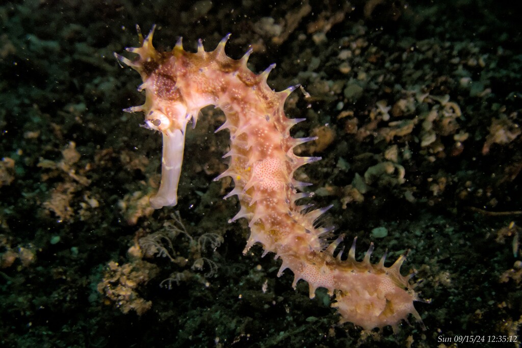 Sea Horse by wh2021