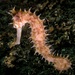 Sea Horse