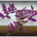 Tradescantia 