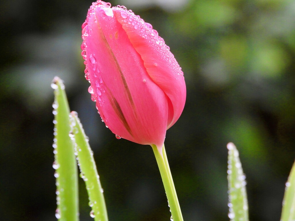 tulips after rain by maggiemae