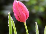 5th Oct 2024 - tulips after rain