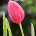 tulips after rain