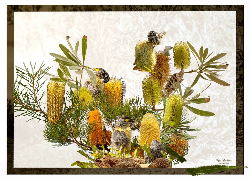 Banksias and New Holland honeyeaters by pusspup