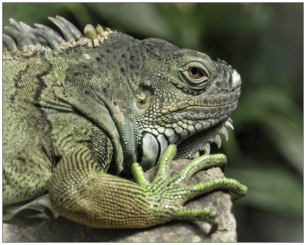 Green Iguana by aikiuser