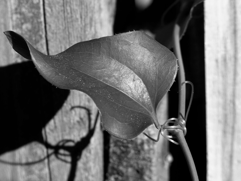 Greenbriar vine and shadow... by marlboromaam