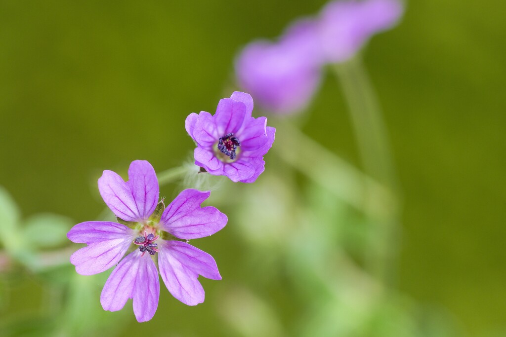 Hedgerow Crane's-bill by okvalle