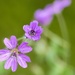 Hedgerow Crane's-bill