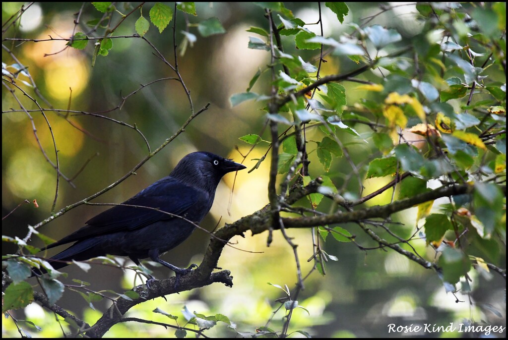 Jackdaw by rosiekind