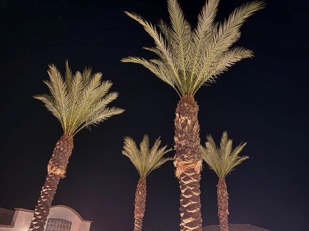 10 2 Nighttime Palms by sandlily