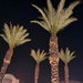 10 2 Nighttime Palms