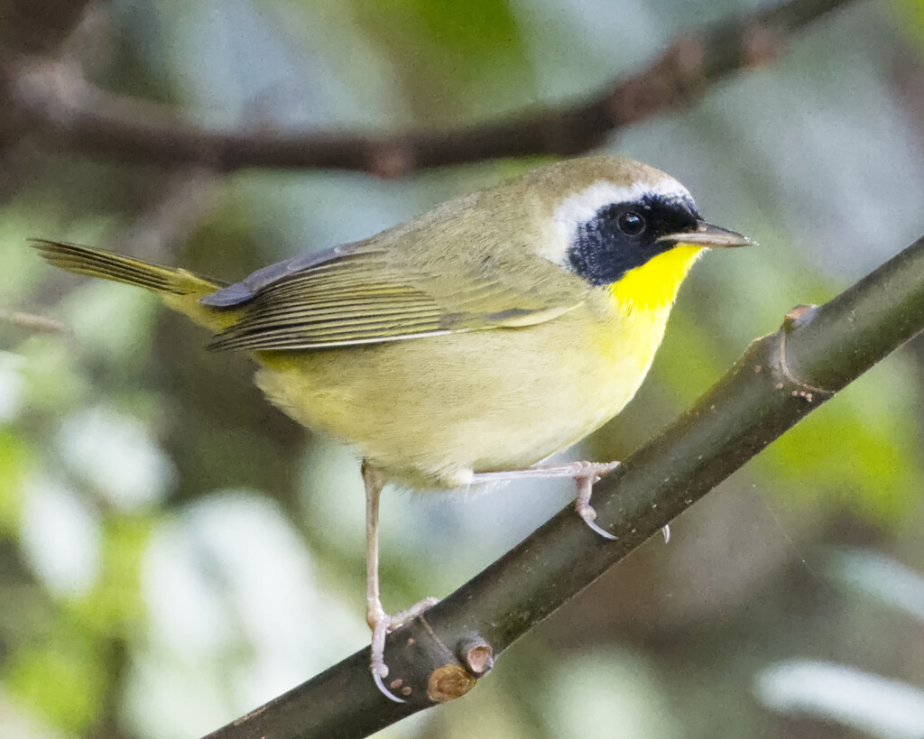 At last an adult male Common Yellowthroat by peachfront