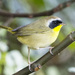 At last an adult male Common Yellowthroat