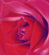 5th Oct 2024 - Rose