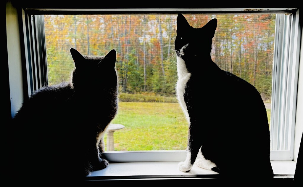 Felines Find Foliage by rickaubin