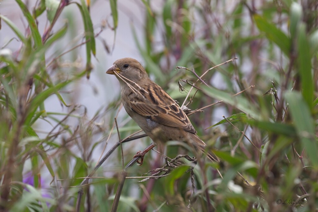 LHG_4469. Sparrow at lunch  by rontu