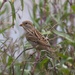 LHG_4469. Sparrow at lunch 