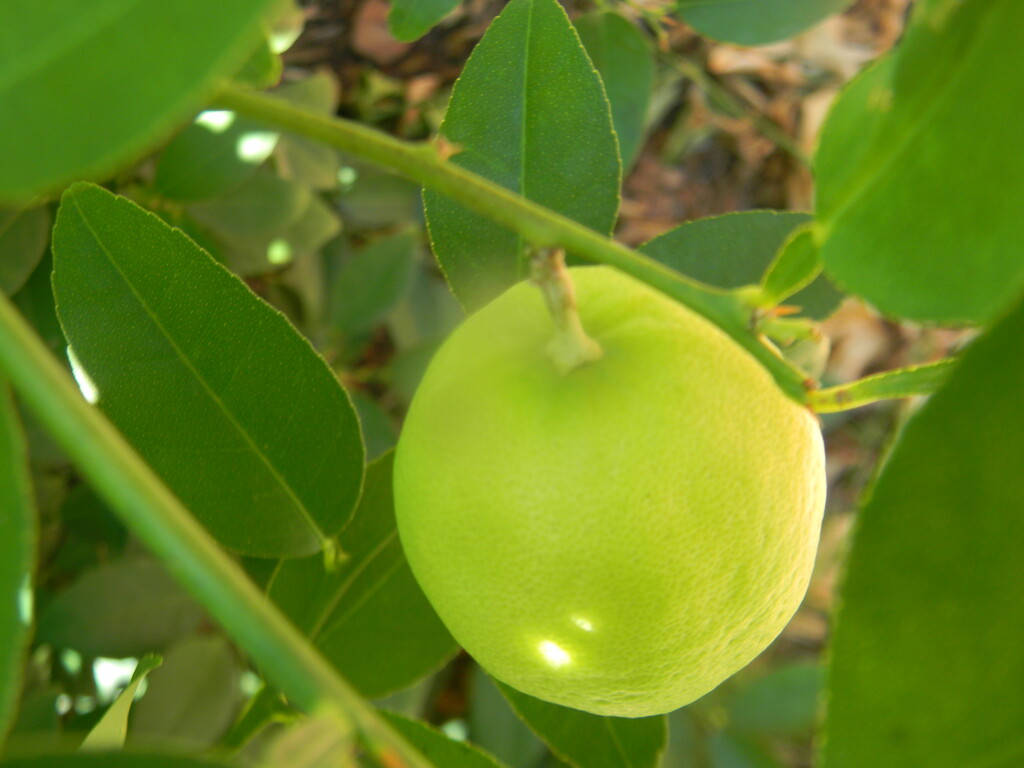 Lemon in Neighbor's Yard  by sfeldphotos