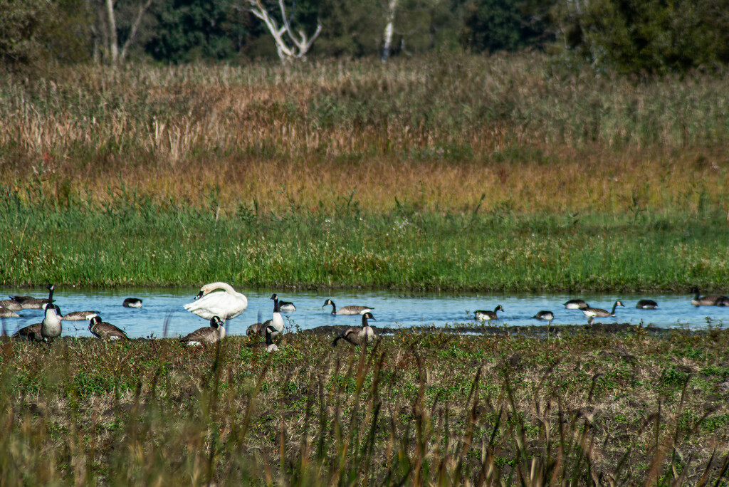 A swan among geese by darchibald