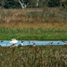 A swan among geese