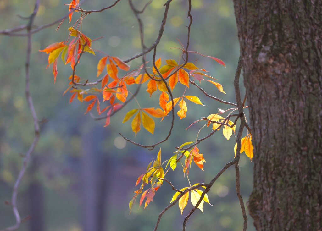 Leaves in a Little Light by lynnz