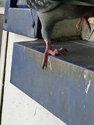 5th Oct 2024 - Pigeon Toes