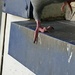 Pigeon Toes