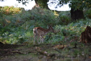 5th Oct 2024 - Fawn