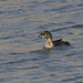 grebe 31_DxO