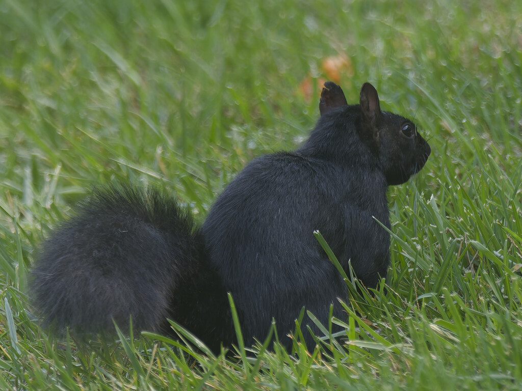 Eastern Grey Squirrel by rminer