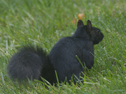 5th Oct 2024 - Eastern Grey Squirrel