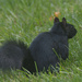 Eastern Grey Squirrel