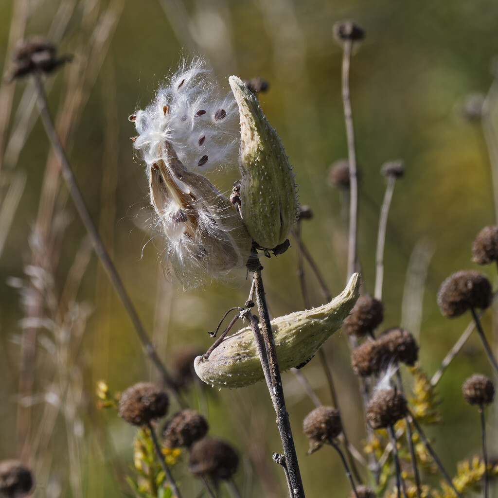 milkweed seeds by rminer