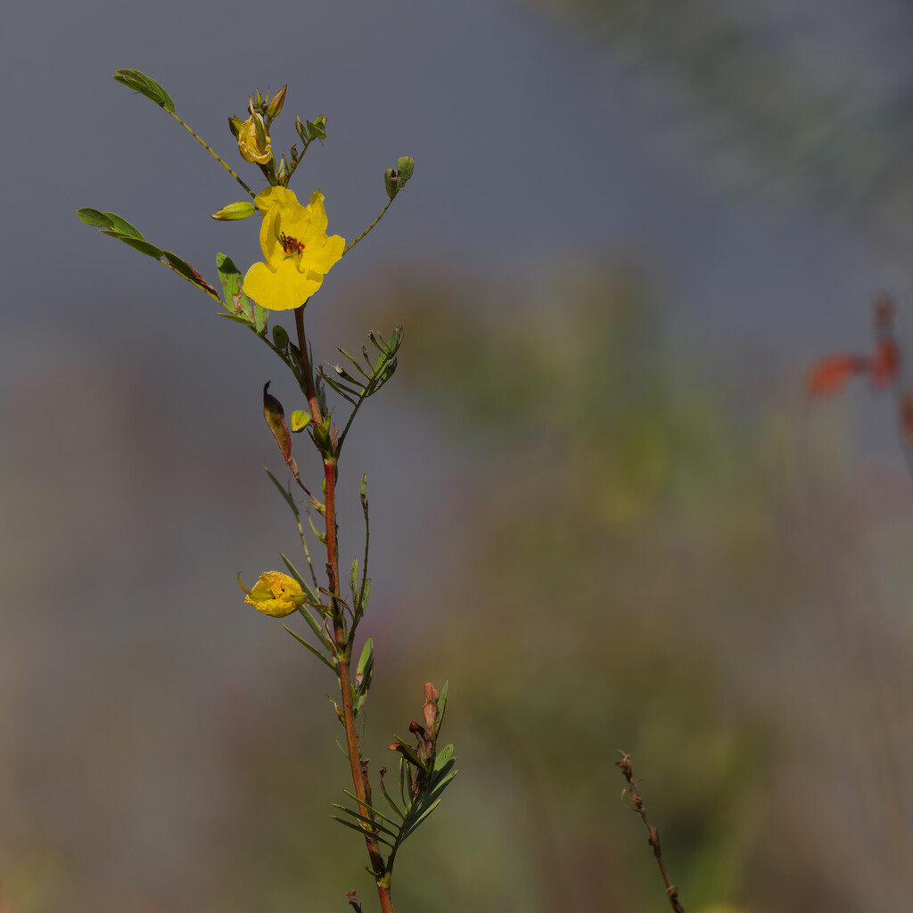 partridge pea by rminer