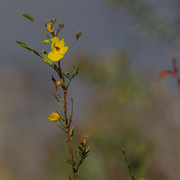 5th Oct 2024 - partridge pea