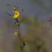 partridge pea