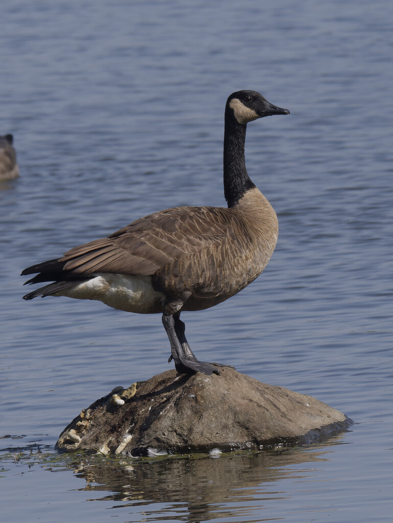 Canada goose by rminer