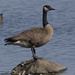 Canada goose