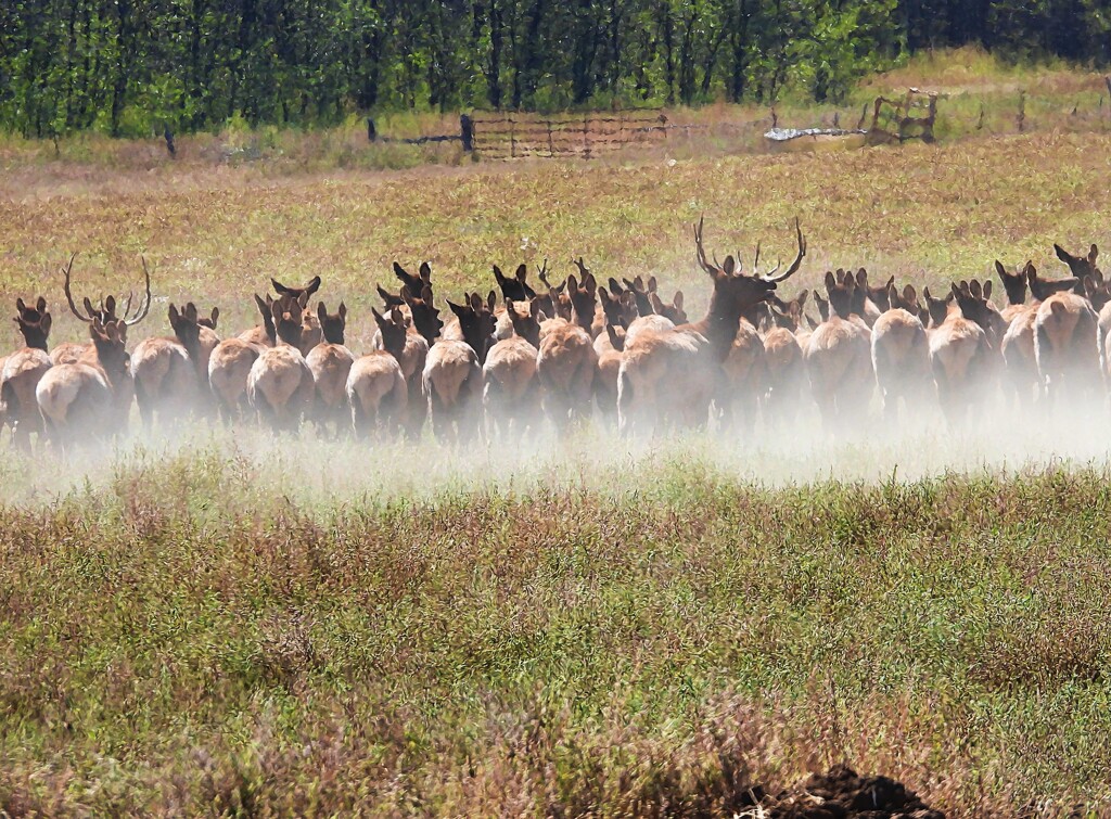 Camera Shy Elk Herd by janeandcharlie