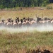 Camera Shy Elk Herd