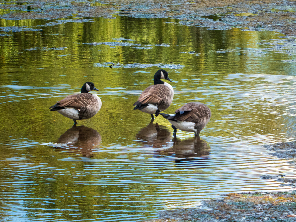 From the Reservoir by batfish