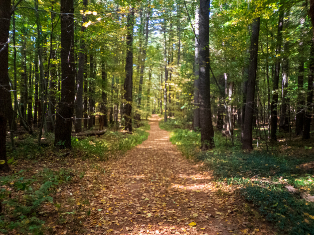 A path in the woods by batfish