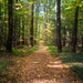 A path in the woods