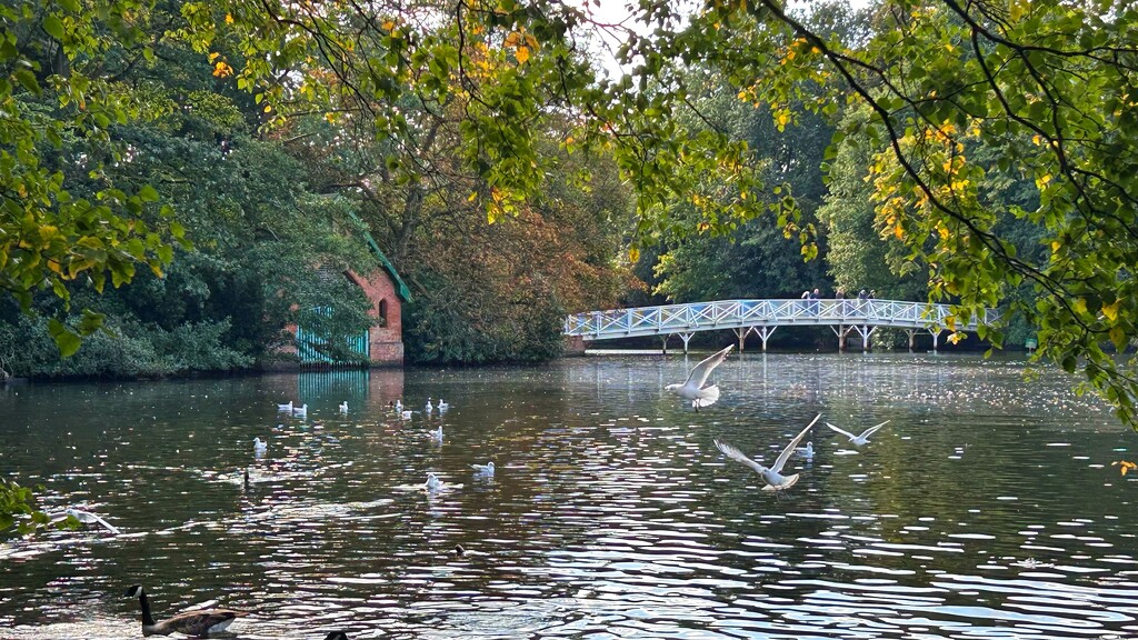 Hartsholme Lake by carole_sandford