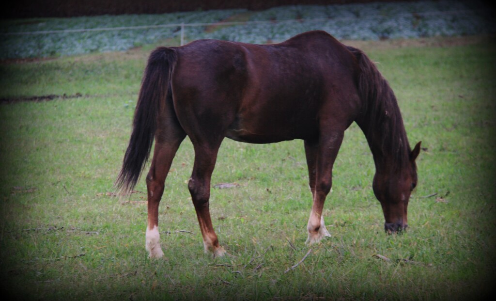 Peacefully Grazing  by digitalrn