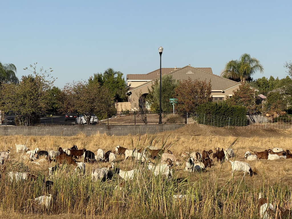 Our Community Goats by shutterbug49