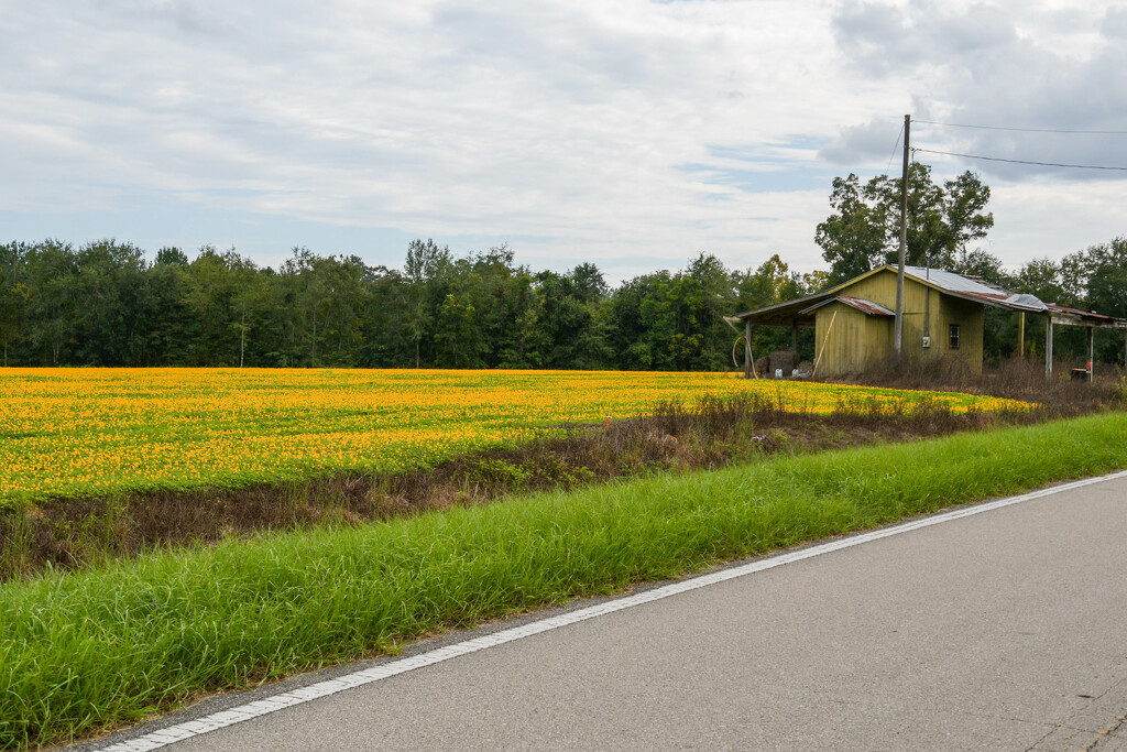 Field of Flowers by danette